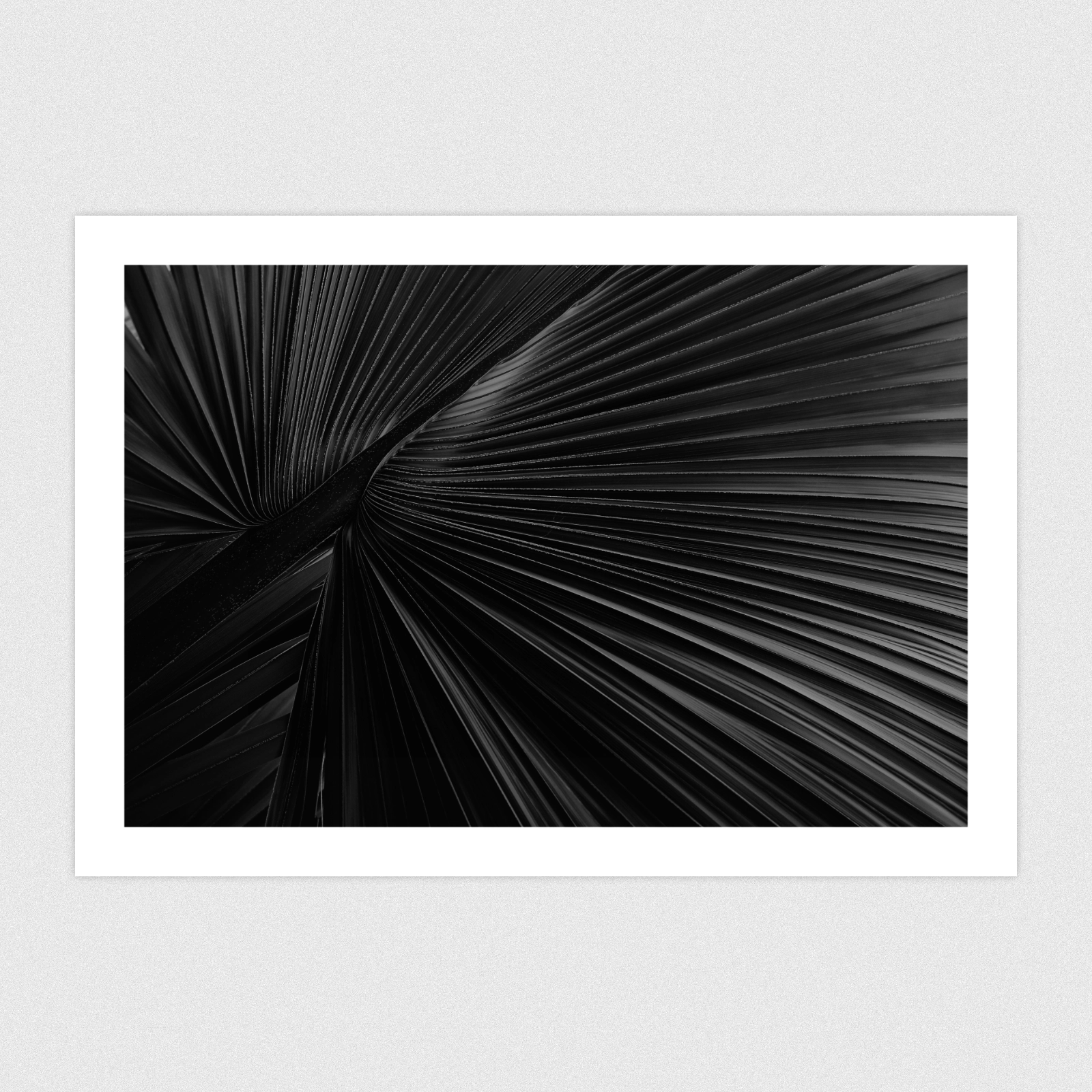 Black and white photo of a large palm leaf.