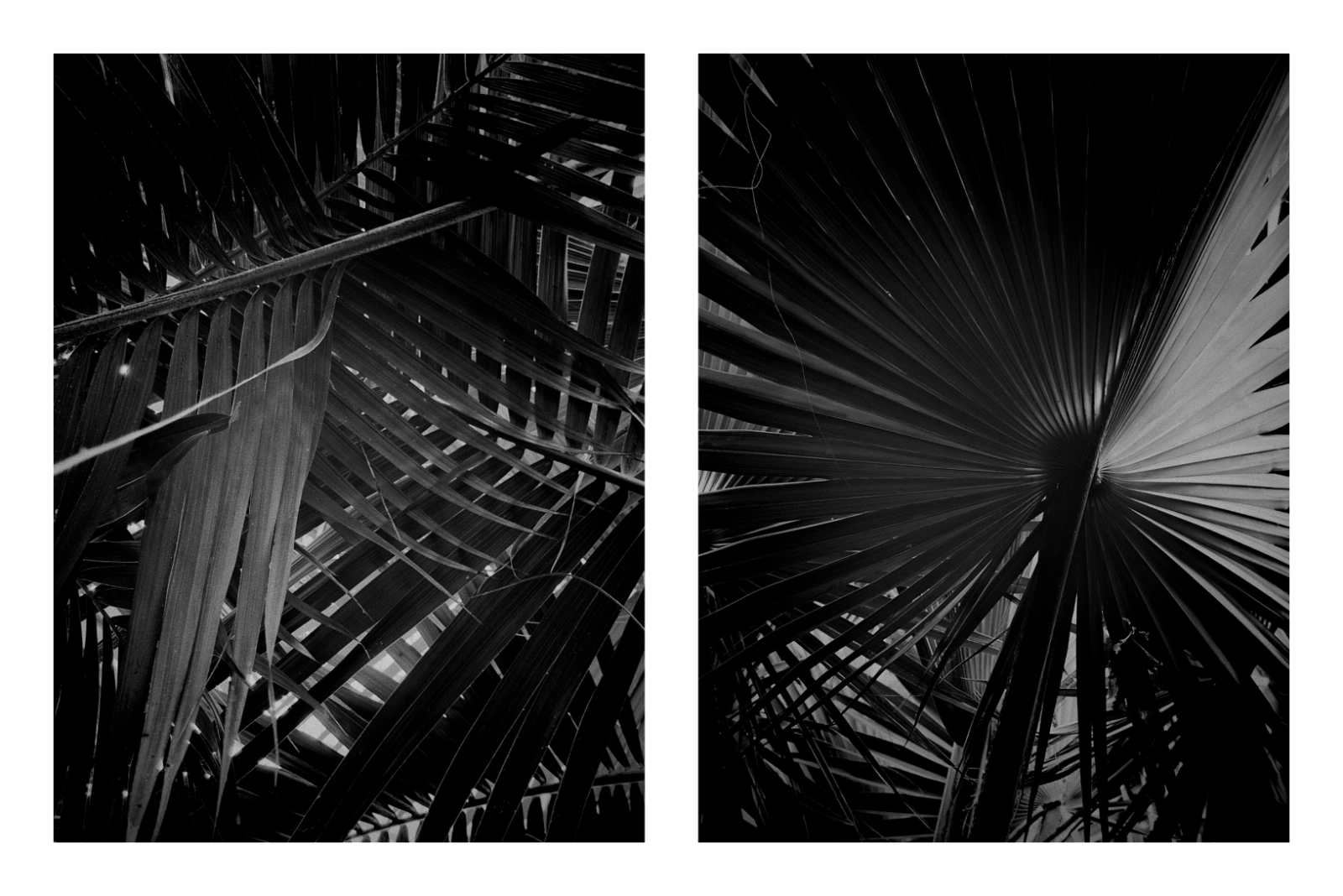 I Was (Very) Wrong About Apple ProRAW Two black and white photo of palm leaves edited in a dark style.