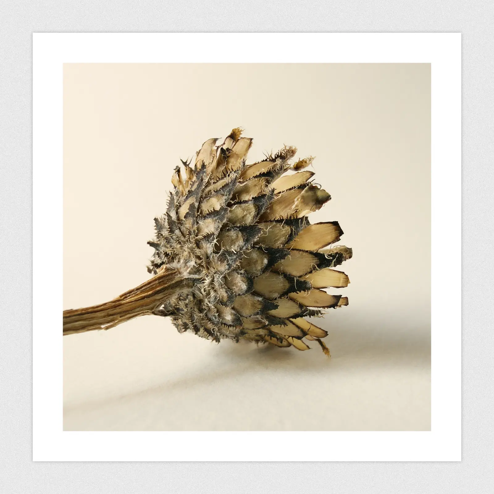 Portfolio Macro shot of dried seed pod.