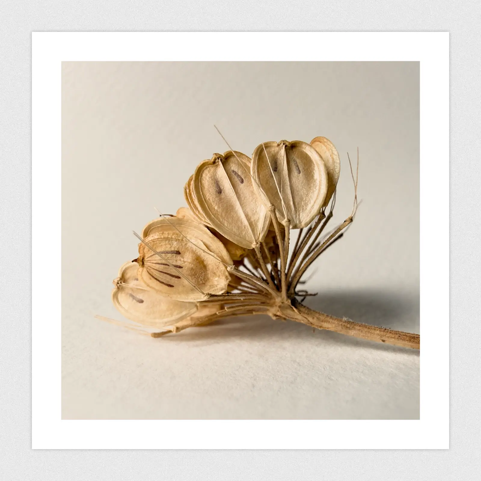 Portfolio Macro shot of dried seed pods.