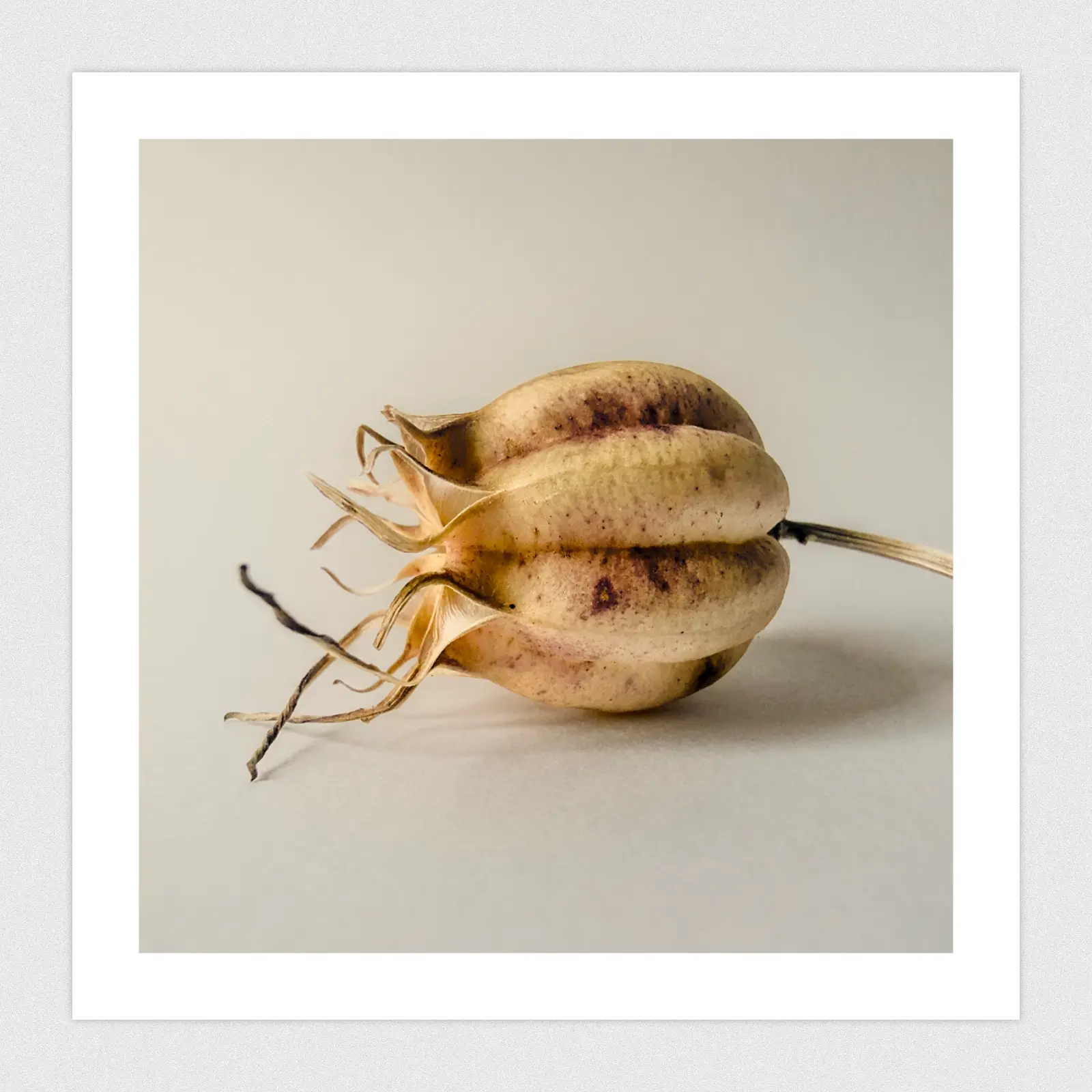 Portfolio Macro shot of dried seed pod.