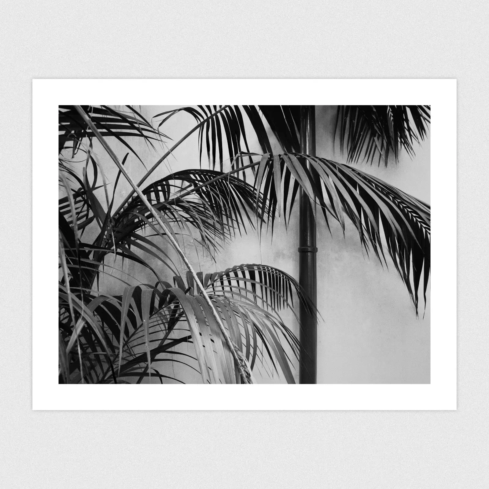Portfolio Palm leaves against a white wall.