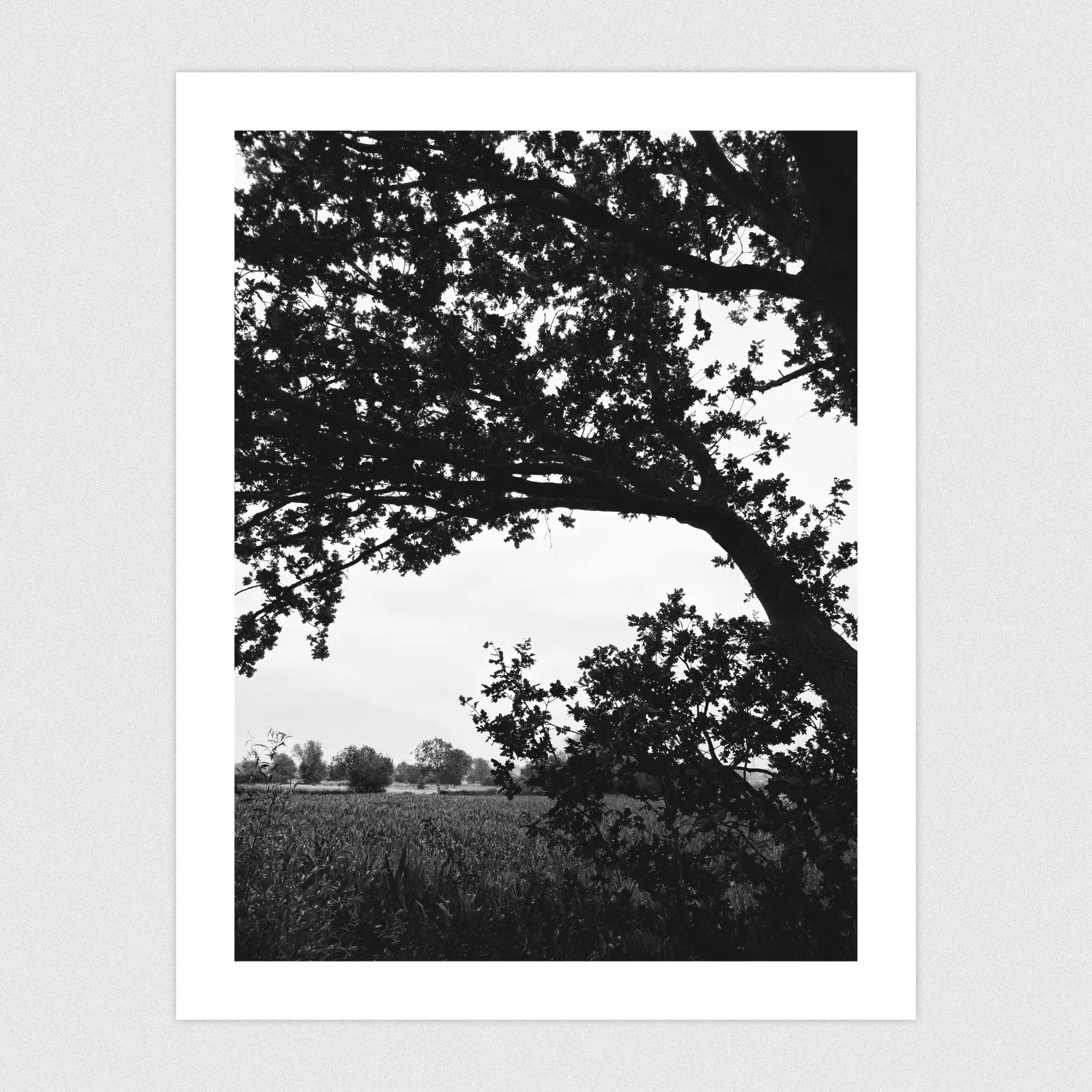 Portfolio A tree and fields on an overcast day.
