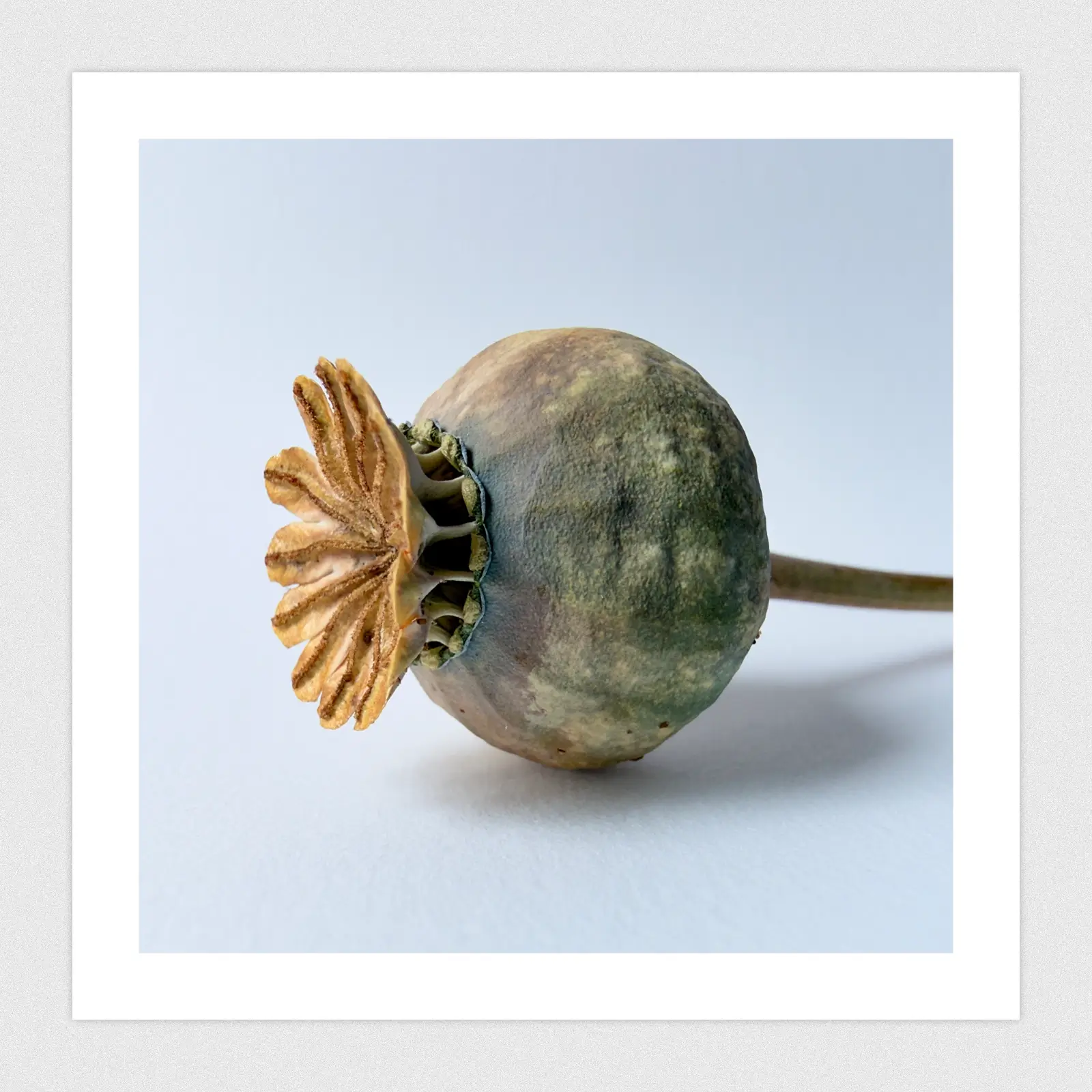 Portfolio Macro shot of a poppy seed head laying on its side.