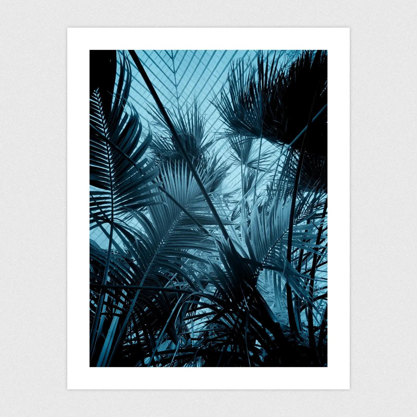 Portfolio Blue monochrome edit of palm leaves.