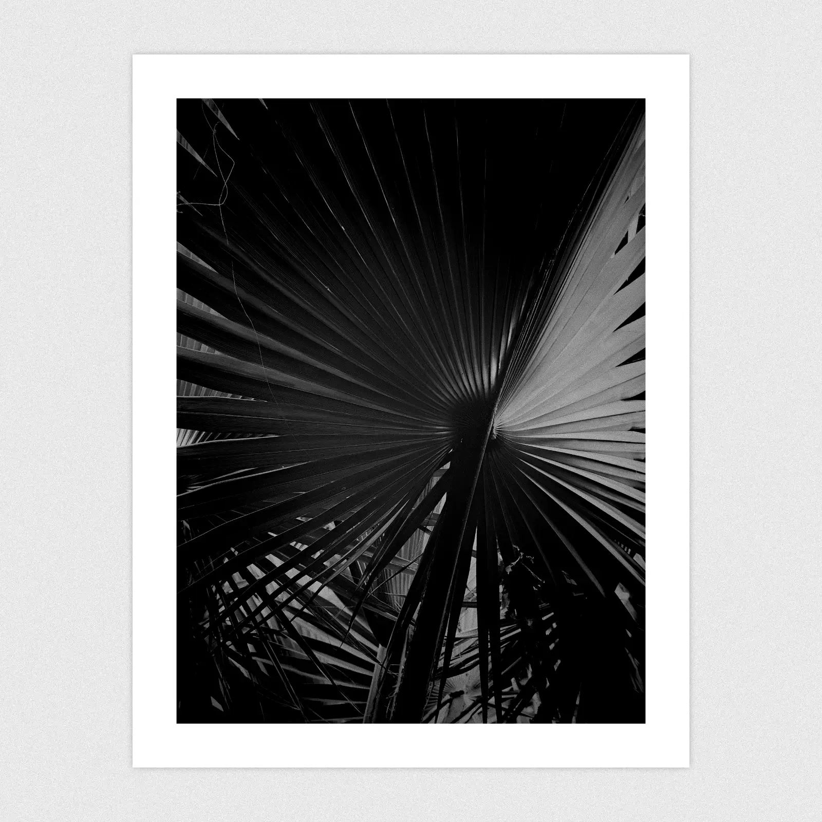 Dark mode edit of large palm leaf.