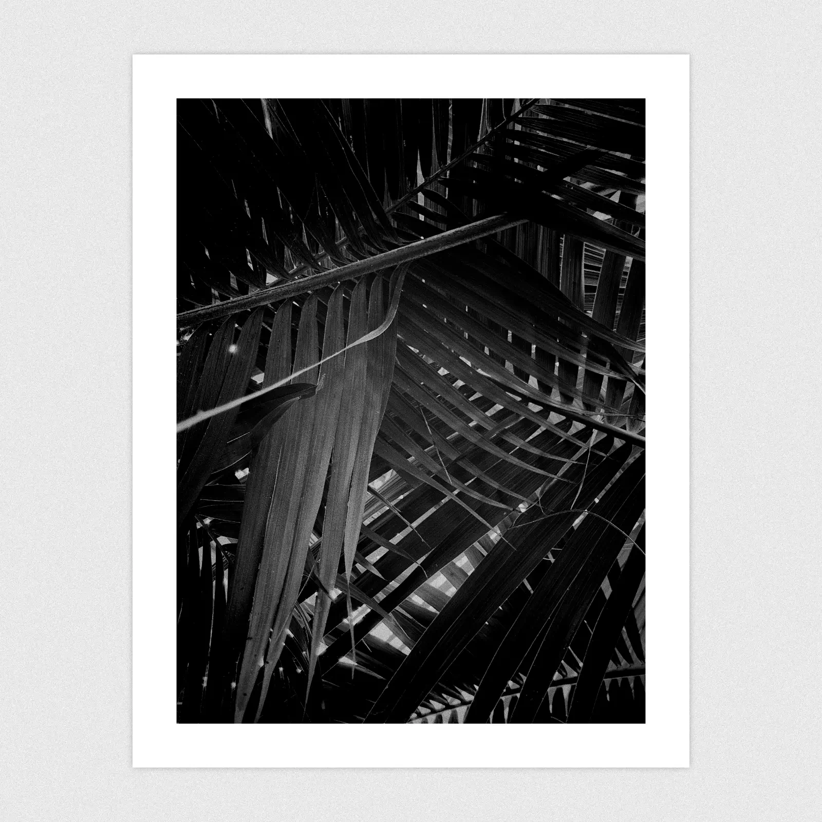 Portfolio Dark mode edit of lots of palm leaves.