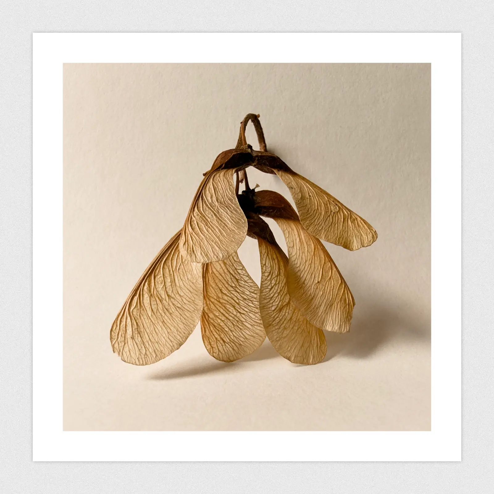 Macro shot of dried seed pods.