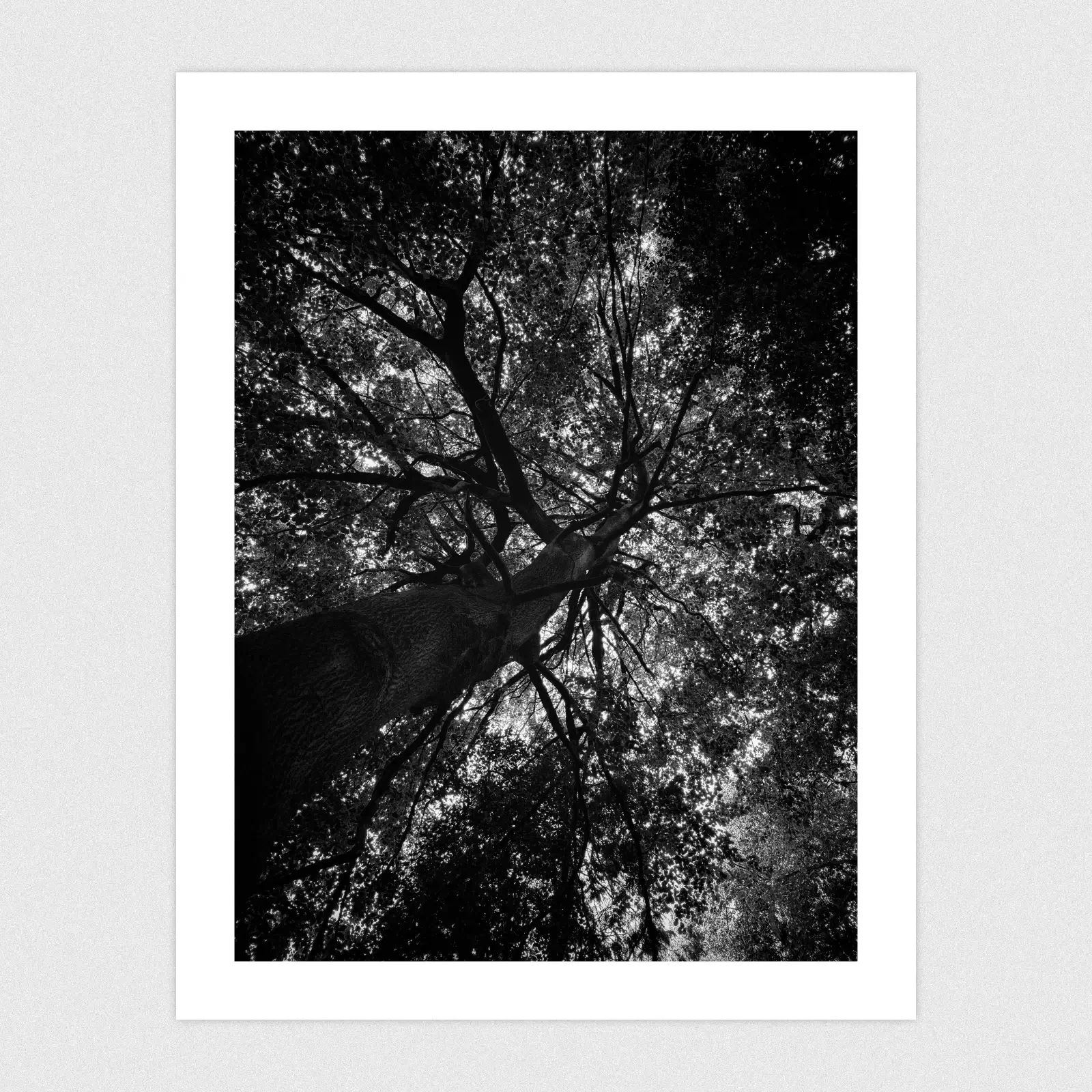 Portfolio Black and white photo looking up at a tree and canopy.