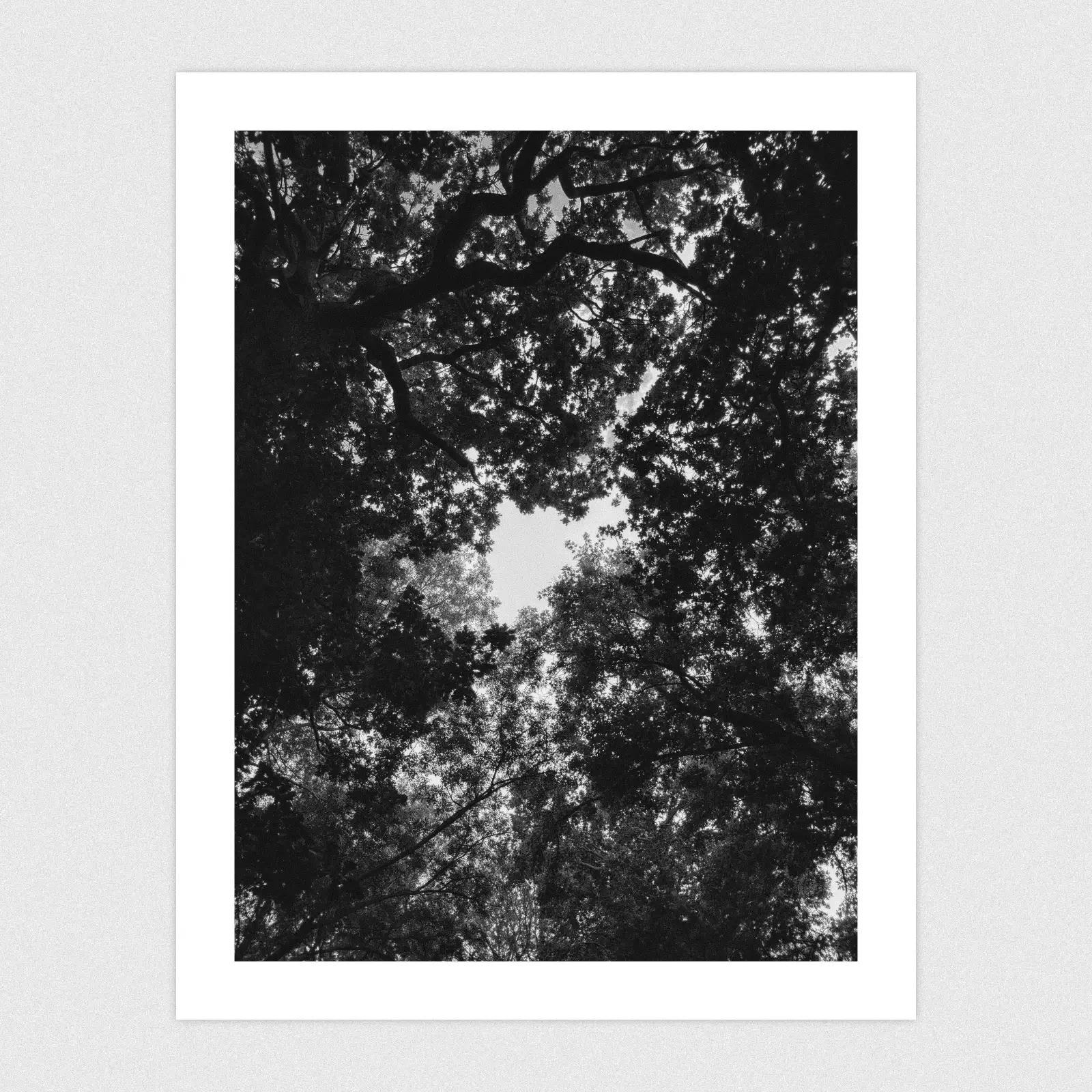 Portfolio Black and white photo looking up at trees with a clearing in the branches.