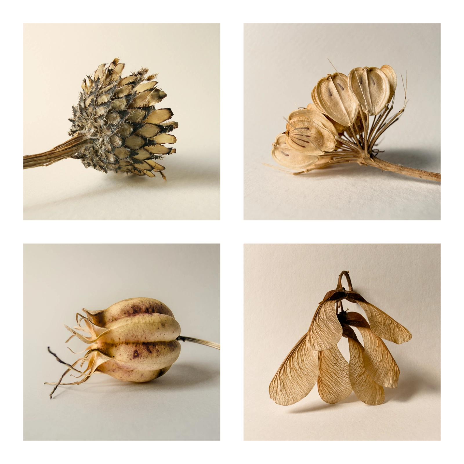 I Was (Very) Wrong About Apple ProRAW Four macro photo examples shot with Apple ProRAW on iPhone of various seed pods and heads.
