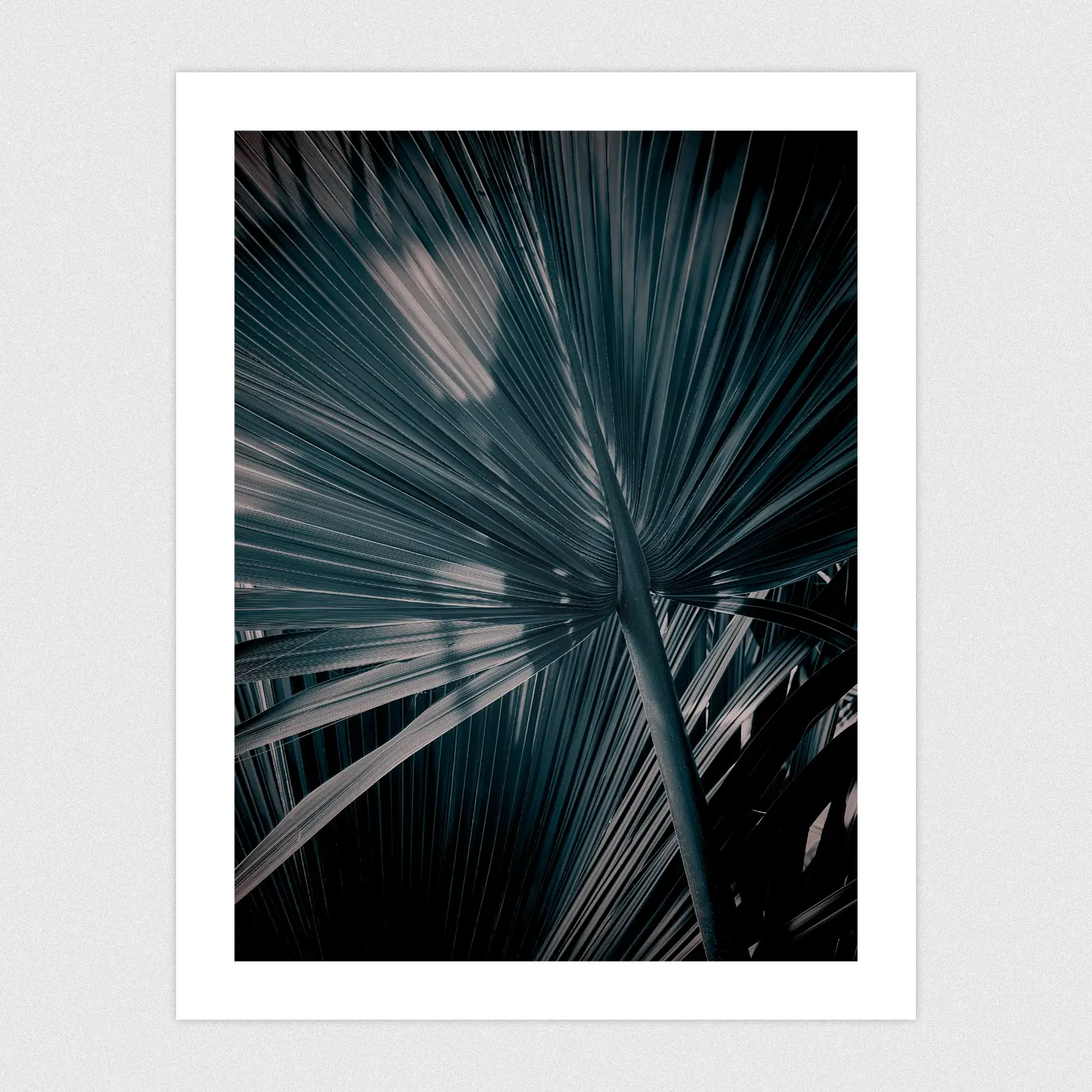 Portfolio A blue monochrome edit of large palm leaves.