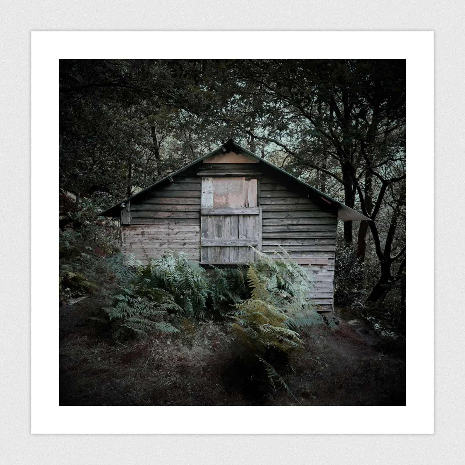 Portfolio Dark moody woodlands with a creepy wooden cabin.