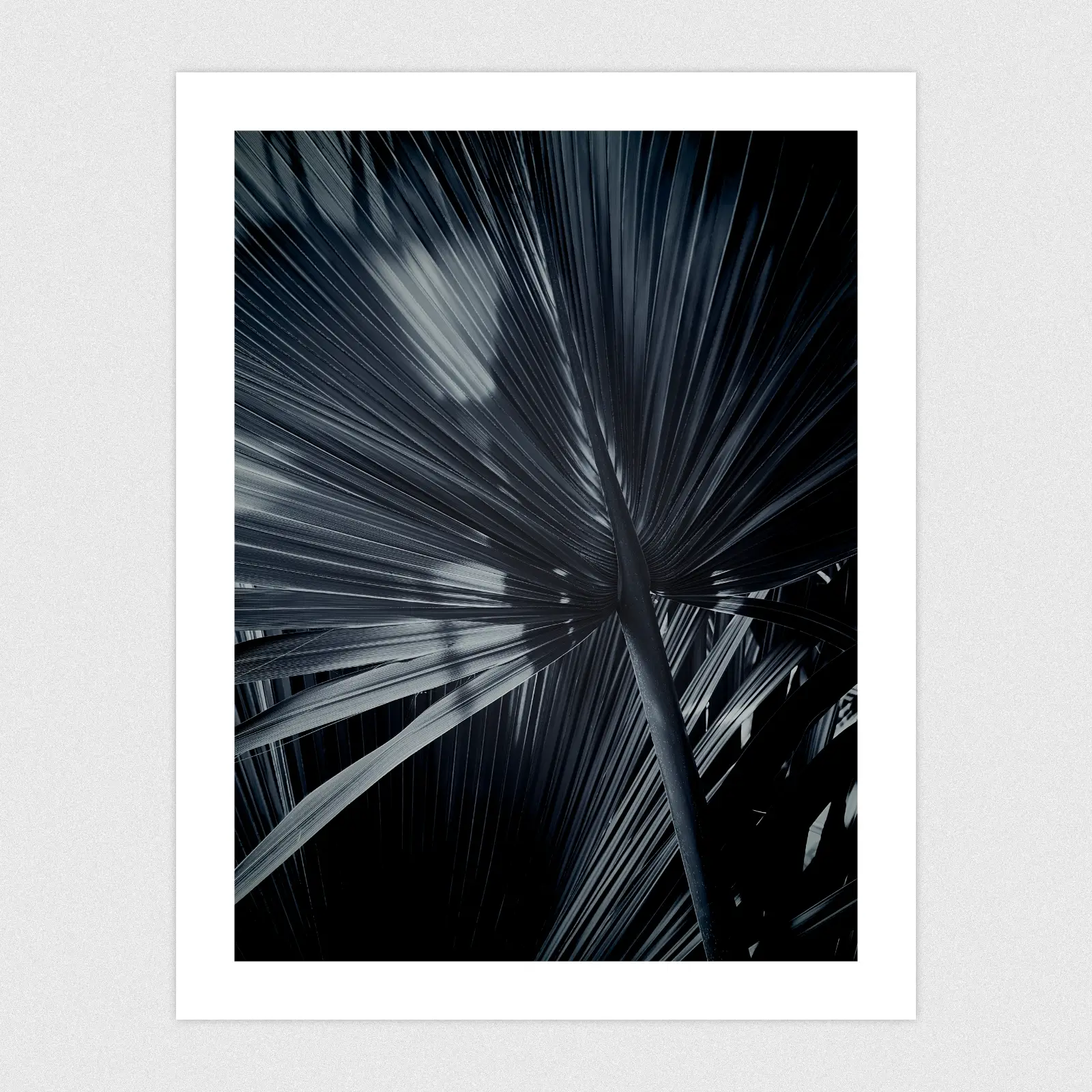 Portfolio A blue monochrome edit of large palm leaves.