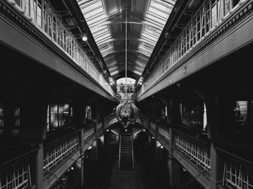 A black and white photo of the inside of a symmetrical museum with a whale skeleton hanging in the centre.